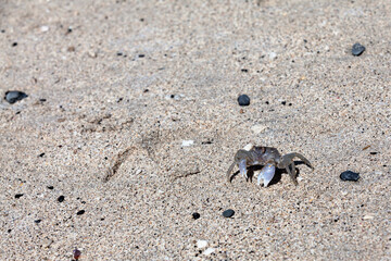 Pallid ghost crab on the beach