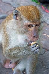 Male Macaque eating a peanut