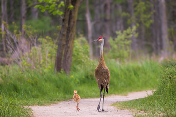 Adult sandhill crane walking with colt