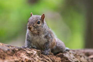 Naklejka na ściany i meble Eastern gray squirrel with small tick above its eye