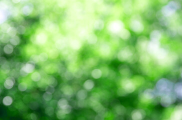 Fototapeta na wymiar Natural green a blurred background