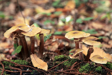 Bunch of Armillaria Mellea in the woods