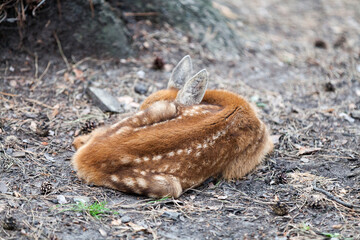 Young Siberian roe deer sleeping