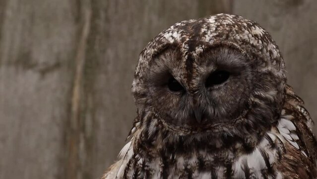 Tawny Owl is looking around