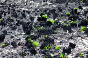 Grass regrowing after arson on a bogland