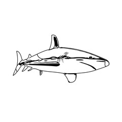 Black and white sketch of a shark with transparent background