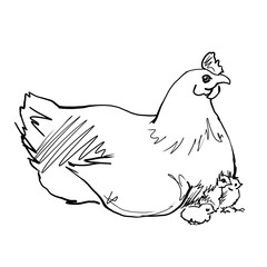 Linear sketches of poultry in graphics. High quality illustration