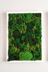 green stabilized moss for ecological interior design close-up, vertical gardening