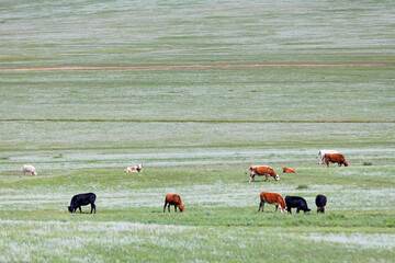 Cows in the steppes of Mongolia