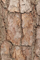 Beech tree bark in closeup