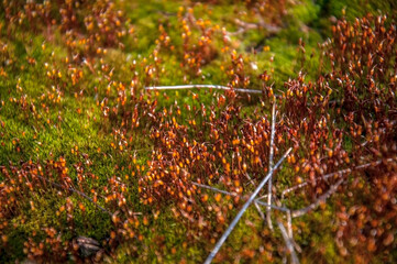 Cucumber flax or polytrich is a genus of mosses of the polytrichaceae family. This is one of the...