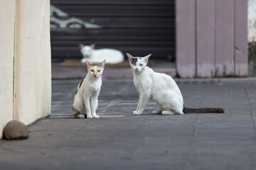 Stray calico kitten and bicolor cat