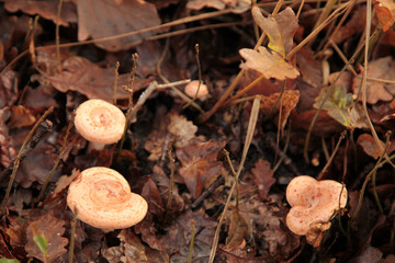 Wolly milkcaps - Lactarius torminosus