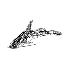 Black and white sketch of a catfish with a transparent background