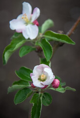 Apple Tree is a genus of deciduous trees and shrubs of the Rose family with spherical sweet or sour-sweet fruits.