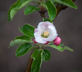 Apple Tree is a genus of deciduous trees and shrubs of the Rose family with spherical sweet or...