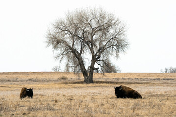 Buffalo Resting by a Single Tree in a Field