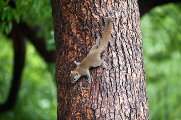 Grey squirrel climbing down a tree