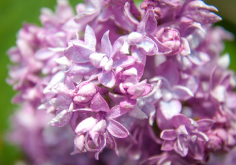 Lilac is a genus of about 20 species of flowering plants of the olive family, distributed in Europe and Asia. 