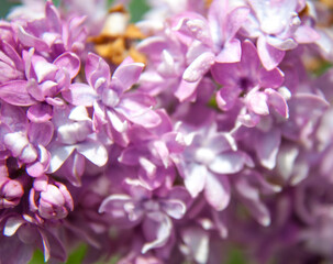 Lilac is a genus of about 20 species of flowering plants of the olive family, distributed in Europe and Asia. 