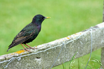 Common starling on a fence