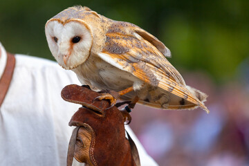 Barn owl on its falconer's glove