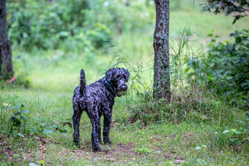 Kerry Blue Terrier