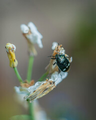 Heteroptera is a series of insects of the order Semi-hardy. 