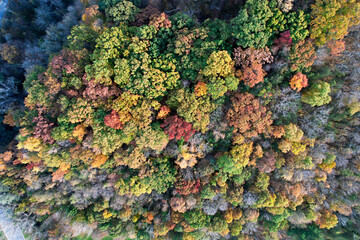 Overhead Shot of a Fall Forest