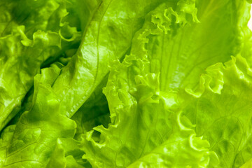 Salad plant bloom, close-up. Blooming lettuce inflorescence for publication, poster, screensaver, wallpaper, postcard, banner, cover, website. High quality photo