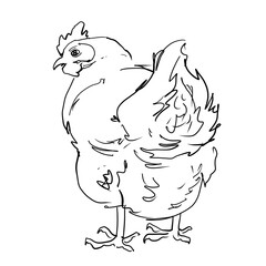 Linear sketches of poultry in graphics. High quality illustration