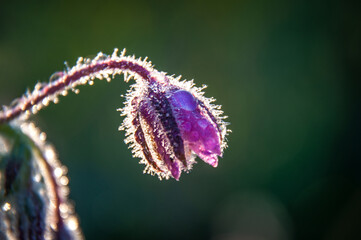 Cucumber is grown in gardens, orchards, in backyards, on individual farms.
