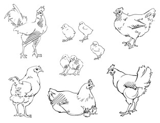 Linear sketches of poultry in graphics. High quality illustration