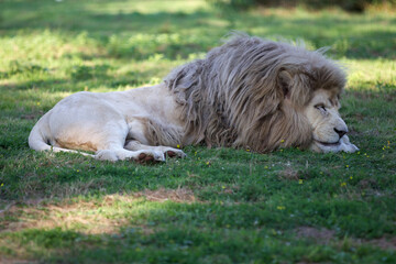 White lion sleeping