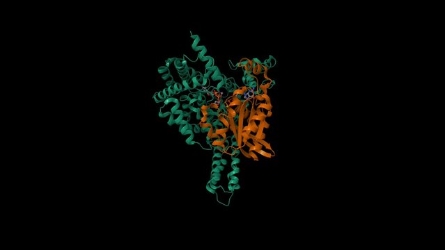 Structure of TcdA glucosyltransferase domain (green) in complex with RhoA (brown). Animated 3D cartoon and Gaussian surface models, PDB 7u2p, black background