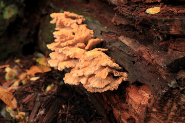 Chicken-of-the-woods - Laetiporus sulphureus