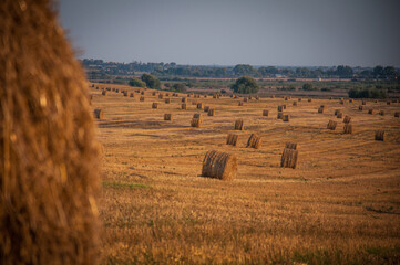 On an early autumn evening, bales of straw are waiting to be picked up from the field.