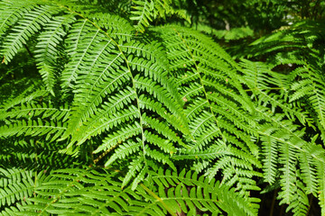 Fototapeta na wymiar Close-up on a fern