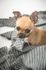 Cachorro de chihuahua marrón