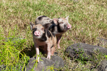 Two cute piglets © BreizhAtao