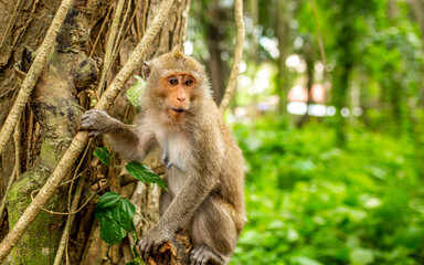 Monkeys in nature in the jungle of Thailand. A flock of monkeys in the trees. Wildlife scene with wild animals.