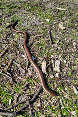Anguis fragilis also known as Slow worm