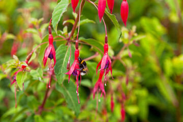 Bumblebee gathering a fuchsia flower