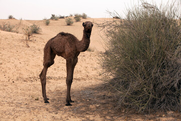 Arabian camel calf in the desert