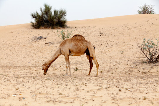 Camel eating grass in the Liwa desert