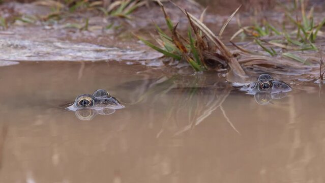 Common frog or Rana temporaria in pond
