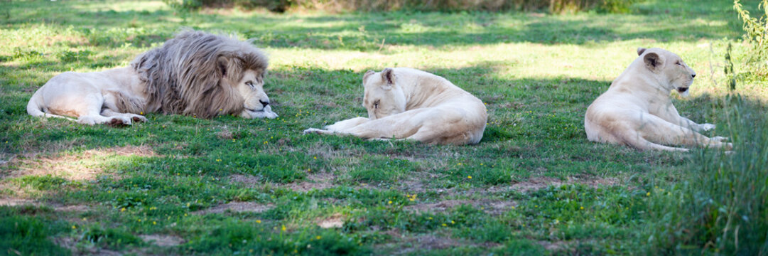 White lions sleeping