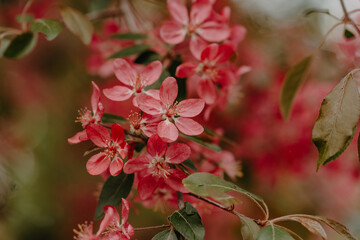 Beautiful pink flowers of an apple tree on a blurred background.