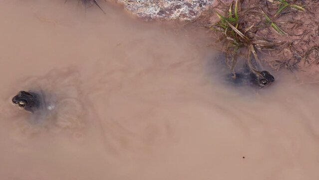 Common frog or Rana temporaria in pond