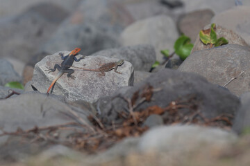 Couple of Agama agama on a rock